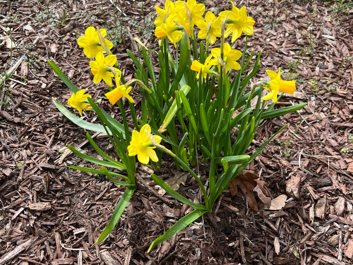 Frühling in New Jersey